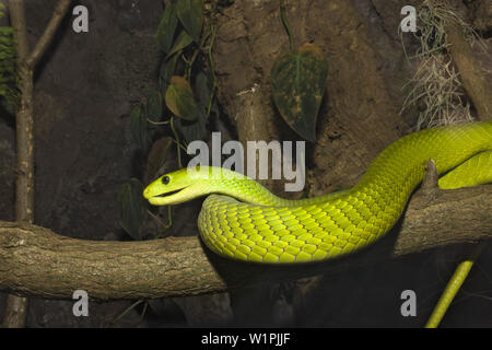 L'Est de l'Green Mamba, Dendroaspis angusticeps, Kenia Banque D'Images