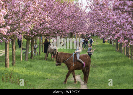 Cherry Blossom, Teltow, Mauerweg, ancienne frontière DDR , près de Berlin, Brandebourg Banque D'Images