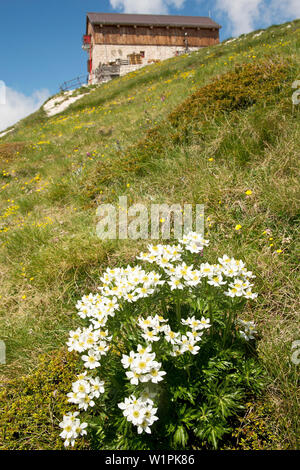 La cabane de montagne Rifugio Duca degli Abruzzi Banque D'Images