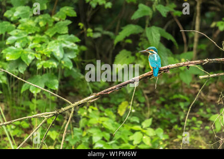 Réserve de biosphère de Spreewald, Brandebourg, Allemagne, kayak, Nature, Paysage, rivière, Kingfisher Oiseaux assis sur une branche Banque D'Images