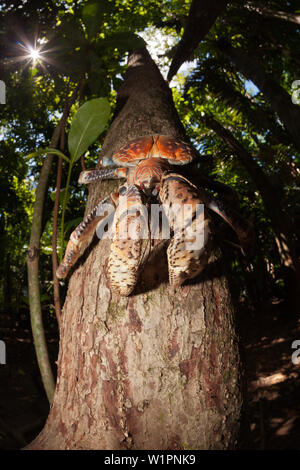 Crabe voleur, Birgus latro, Christmas Island, Australie Banque D'Images