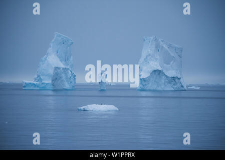 Plusieurs manchots (Pygoscelis adeliae) reste sur un petit morceau de glace et sont écrasés par les trois tours d'une une fois de plus en plus beaucoup d'iceberg dans le bac Banque D'Images