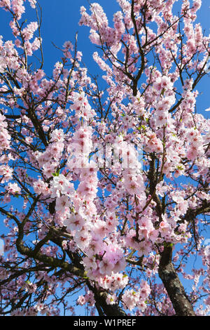 Almond Blossom, Mandelbluetenweg, Deutsche Weinstrasse (route des vins allemande), Palatinat, Rhénanie-Palatinat, Allemagne Banque D'Images
