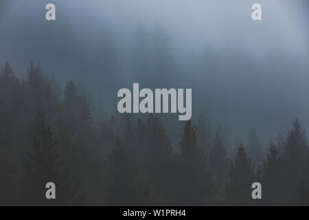 Grimpeur dans la forêt brumeuse, E5, Alpenüberquerung, 4e étape, Skihütte Zams, Lacheralm,Pitztal, Wenns, Gletscherstube, Zams de Braunschweiger Hütte, ty Banque D'Images