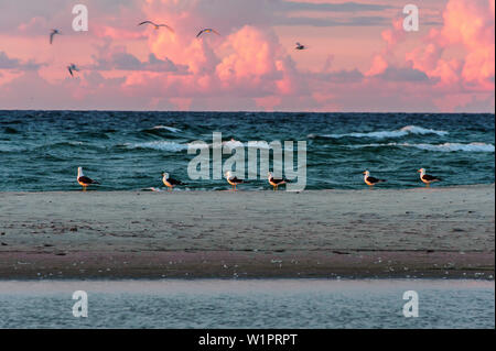 Une large plage de sable avec des promeneurs sur Gotska Sandoe, l'île / national park se trouve dans la Mer Baltique Mer du nord de l'île Gotland, Suède. Banque D'Images