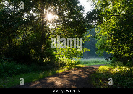 Marche-chemin avec des arbres dans la lumière du matin, du soleil, l'Allemagne, de l'Europe Banque D'Images