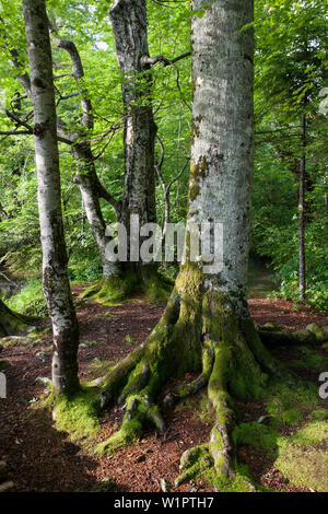 Hêtres au printemps, Fagus sylvatica, Upper Bavaria, Germany, Europe Banque D'Images