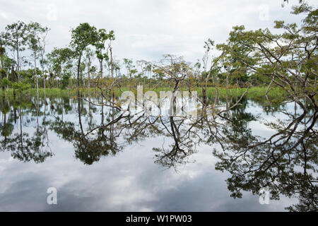 Les arbres à croissance faible et les buissons se reflètent dans une zone marécageuse, le long de la rivière amazonienne, Jutai, Amazonas, Brésil, Amérique du Sud Banque D'Images