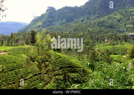 La plantation de thé près de Nuwara Eliya, Sri Lanka Banque D'Images