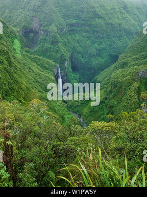 Le Trou de fer, la Forêt de Bebour, Réunion, France Banque D'Images