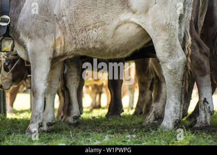 Les vaches portant des cloches pour les Almabtrieb Hanusel Hof, Oberallgaeu, Allgaeu, Oberallgaeu, Allemagne, Alpes, Banque D'Images