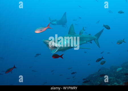 Carcharhinus galapagensis Requins Galápagos, l'île Wolf, Galapagos, Equateur, Banque D'Images