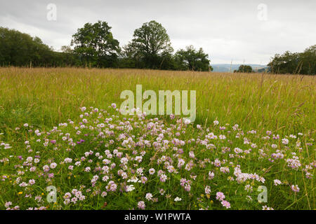 Sentier de randonnée Rheinsteig à Prairie, au-dessus de Lorelei, près de St Goarshausen, Rhin, Rhénanie-Palatinat, Allemagne Banque D'Images