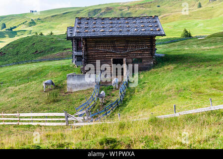 Les vaches sur l'alpage en face de l'étable, Compatsch Alpe di Siusi, le Tyrol du Sud, Italie Banque D'Images