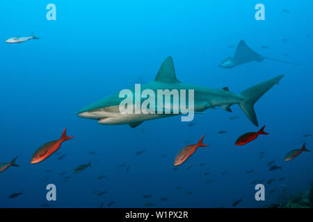 Carcharhinus galapagensis Requins Galápagos, l'île Wolf, Galapagos, Equateur, Banque D'Images