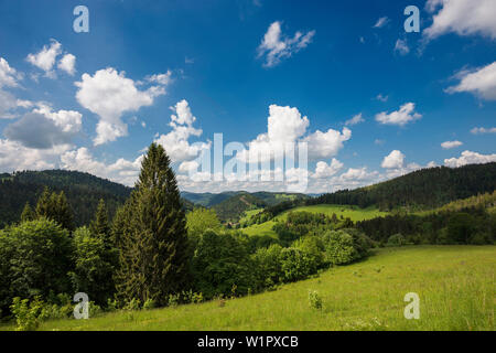 Paysage vallonné de prairies et forêt, Belchen, Kleines Wiesental, forêt noire, forêt noire, Bade-Wurtemberg, Allemagne Banque D'Images