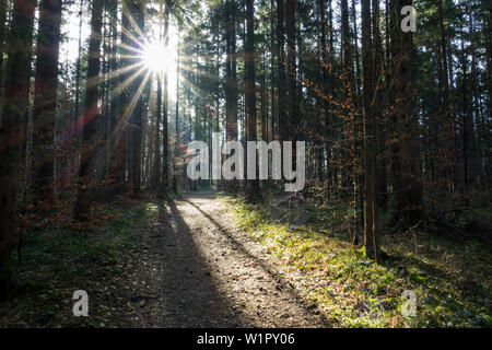 Chemin à travers une forêt mixte au début du printemps, Upper Bavaria, Germany, Europe Banque D'Images
