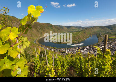 Vue de Bremmer Calmont vignoble sur la Moselle bend près de Bremm, Mosel, Rhénanie-Palatinat, Allemagne Banque D'Images