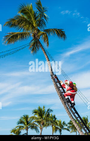 Santa Claus escalade un palmier avec une échelle, Captiva, Florida, USA Banque D'Images
