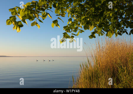 L'humeur du matin au lac Mueritz, Mueritz-Elde-Wasserstrasse, Palatinat, Bade-Wurtemberg, Allemagne Banque D'Images