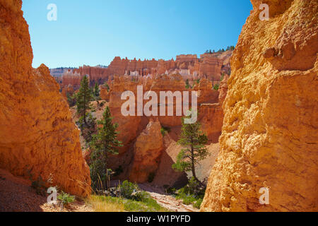 Queens Garden Trail , Amphithéâtre , Bryce Bryce Canyon National Park , Utah , Etats-Unis , Amérique Banque D'Images