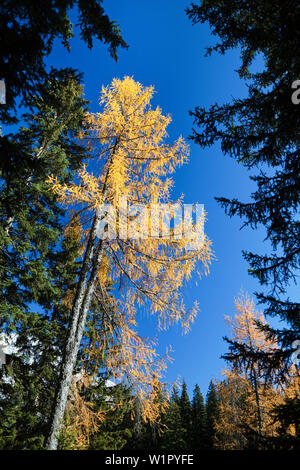 Mélèze d'Europe dans les Alpes, Larix decidua, automne, Autriche, Europe Banque D'Images
