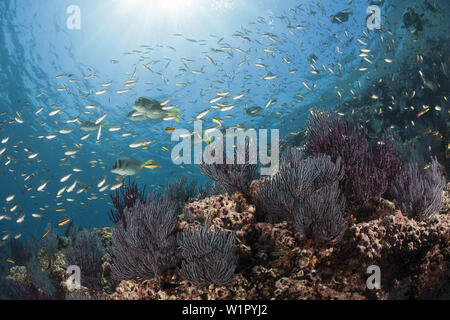 Scissortail sur Chromis Chromis, récifs coralliens, atrilobata La Paz, Baja California Sur, Mexique Banque D'Images