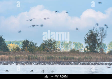 Grey l'atterrissage sur l'eau le matin, vol, étude, étang, Brandenburg, Allemagne Banque D'Images