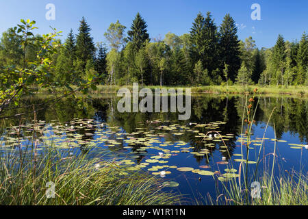 Étang de nénuphars, Kochelseemoos, Upper Bavaria, Germany, Europe Banque D'Images