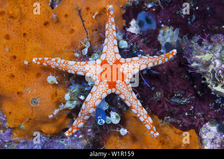 Étoile de mailles rouges, Fromia monilis, Ambon, Moluques, Indonésie Banque D'Images
