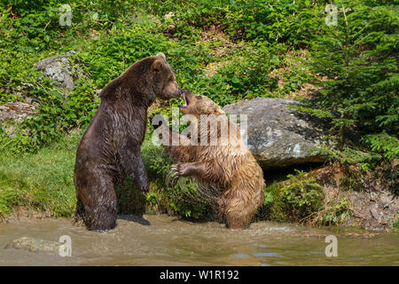 Dans l'eau de lutte contre l'ours brun, Ursus arctos, Parc National de la forêt bavaroise, Bavaria, Bavaria, Germany, Europe Banque D'Images