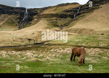 Chevaux Islandais au pâturage dans les champs dans le sud de l'Islande avec deux cascades et une rivière dans l'arrière-plan Banque D'Images