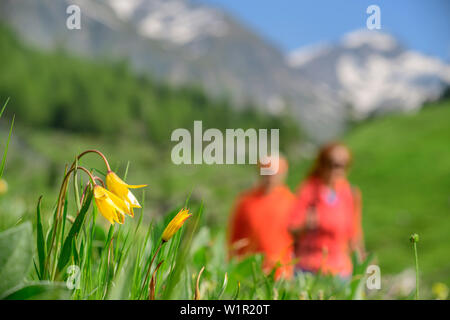 Tulipes sauvages avec l'homme et la femme à la mise en arrière-plan, Giro di Monviso, Monte Viso, Mont Viso, Alpes Cottiennes, Piémont, Italie Banque D'Images