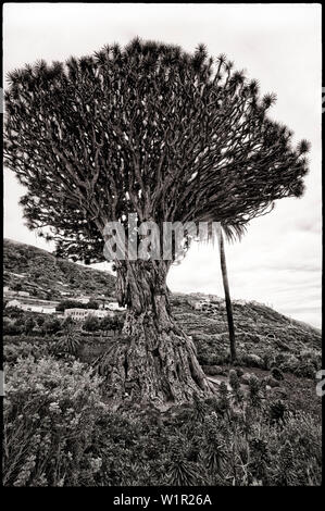 Drago Milenario, le plus célèbre dragonnier (Dracaena draco) à îles canaries, 400 ans, à village Icod de los Vinos, îles de Tenerife Banque D'Images