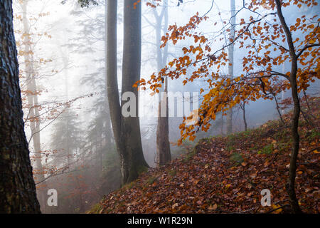 La forêt de montagne en automne, forêt mixte, hêtre, Fagus sylvatica, Upper Bavaria, Alpes, France, Europe Banque D'Images