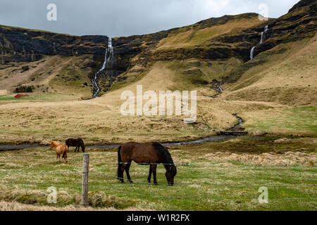 Chevaux Islandais au pâturage dans les champs dans le sud de l'Islande avec deux cascades et une rivière dans l'arrière-plan Banque D'Images