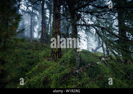 Grimpeur dans la forêt brumeuse, E5, Alpenüberquerung, 4e étape, Skihütte Zams, Lacheralm,Pitztal, Wenns, Gletscherstube, Zams de Braunschweiger Hütte, ty Banque D'Images