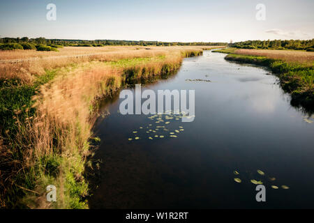 Moor Federsee, zone de Bad Buchau, district de Biberach, Bade-Wurtemberg, Allemagne Banque D'Images