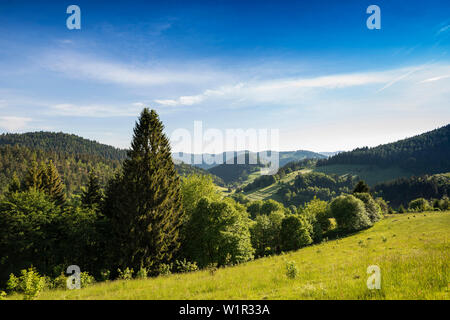 Paysage vallonné de prairies et forêt, Belchen, Kleines Wiesental, forêt noire, forêt noire, Bade-Wurtemberg, Allemagne Banque D'Images