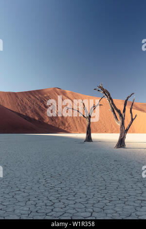 500 ans de squelettes à l'acacia Deadvlei clay pan. Donnant sur Big Daddy, à 380 mètres de l'une des dunes de talles. Namib Sossusvlei, Nauk Banque D'Images