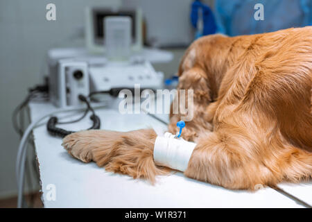 Un chien avec un cathéter dans sa patte est allongé sur la table d'opération dans une clinique vétérinaire. Un chien Cocker est en attente d'une chirurgie. Un vétérinaire est un Banque D'Images