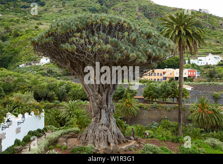 El Drago Milenario à Icod de los Vinos, Tenerife, Canaries, Islas Canarias, Océan Atlantique, l'Espagne, Europe Banque D'Images