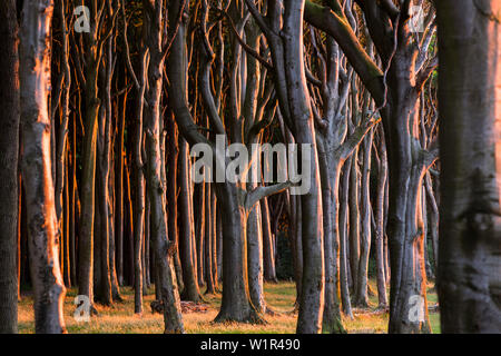 Forêt de hêtre, Fagus sylvatica, Rostock, Mecklenburg-Vorpommern, Allemagne, Europe Banque D'Images