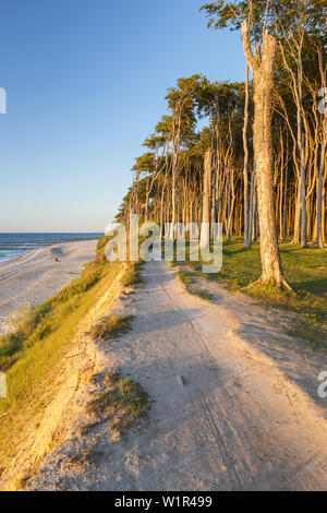 Chemin le long des falaises et des forêts de hêtres à Nienhagen, côte de la mer Baltique, Mecklembourg-Poméranie-Occidentale, Allemagne du Nord, l'Allemagne, de l'Europe Banque D'Images