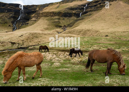 Chevaux Islandais au pâturage dans les champs dans le sud de l'Islande avec deux cascades et une rivière dans l'arrière-plan Banque D'Images