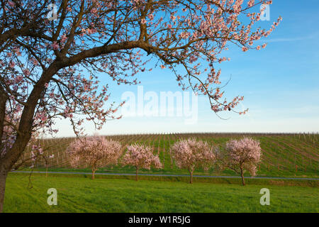 Almond Blossom, Mandelbluetenweg, Deutsche Weinstrasse (route des vins allemande), Palatinat, Rhénanie-Palatinat, Allemagne Banque D'Images