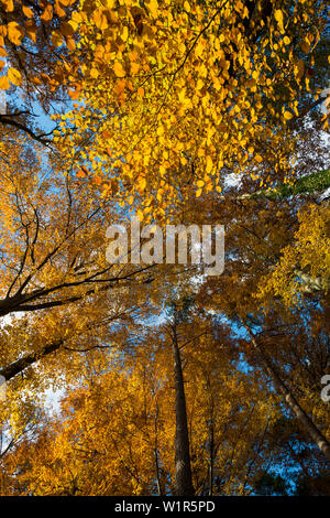 Forêt de hêtres en automne, Frog's eye view, près de Überlingen, le lac de Constance, Bade-Wurtemberg, Allemagne Banque D'Images