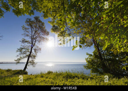 L'humeur du matin au lac Mueritz, Mueritz-Elde-Wasserstrasse, Palatinat, Bade-Wurtemberg, Allemagne Banque D'Images