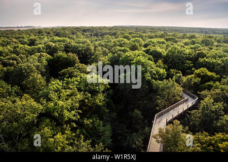 UNESCO World Heritage Old hêtraies de l'Allemagne, chemin de la cime des arbres dans le parc national du Hainich, Thuringe, Allemagne Banque D'Images