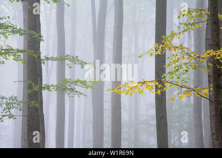 Forêt de hêtres, Meissner - Kaufunger Wald nature park, au nord de la Hesse, Hesse, Allemagne Banque D'Images